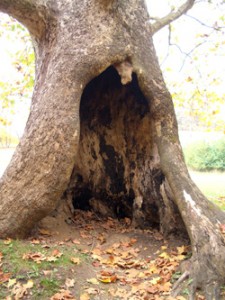 Tree Cavity