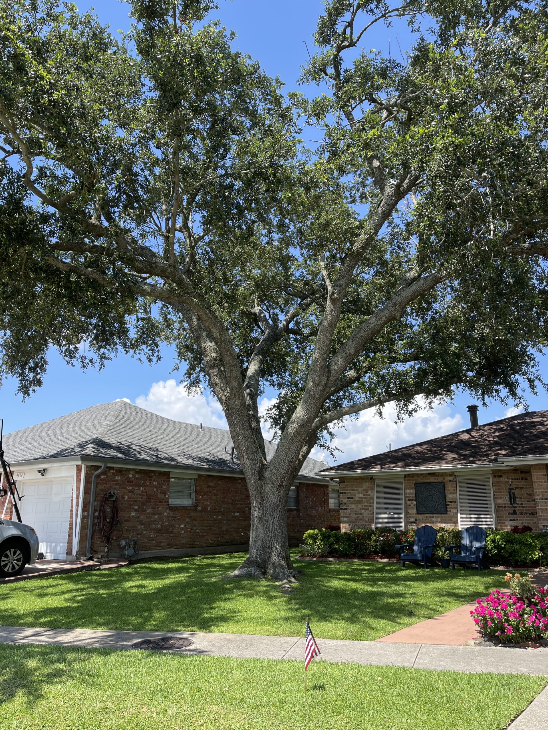 Tree and Stump Service in River Ridge