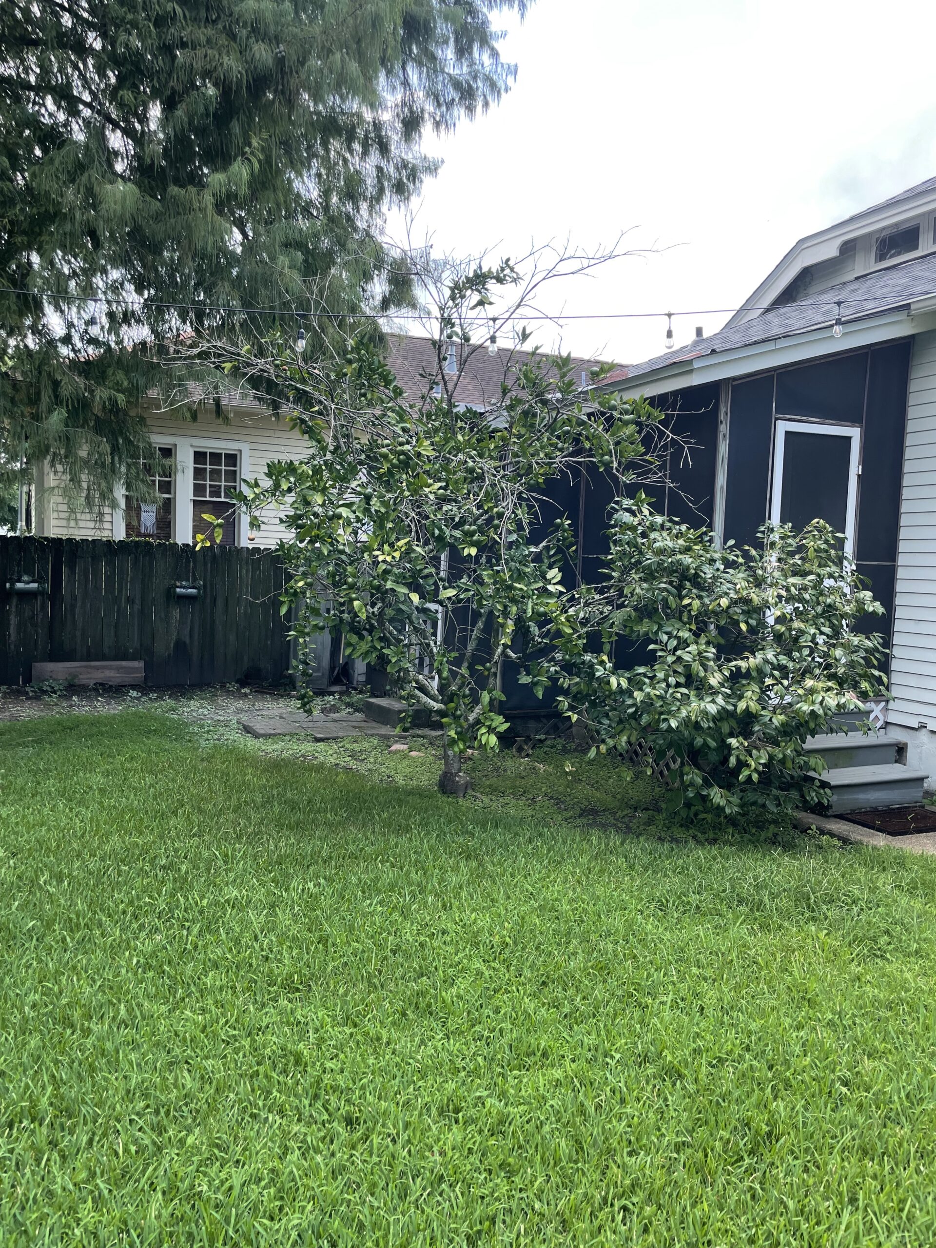 Tree and Stump Service in Old Jefferson Parish