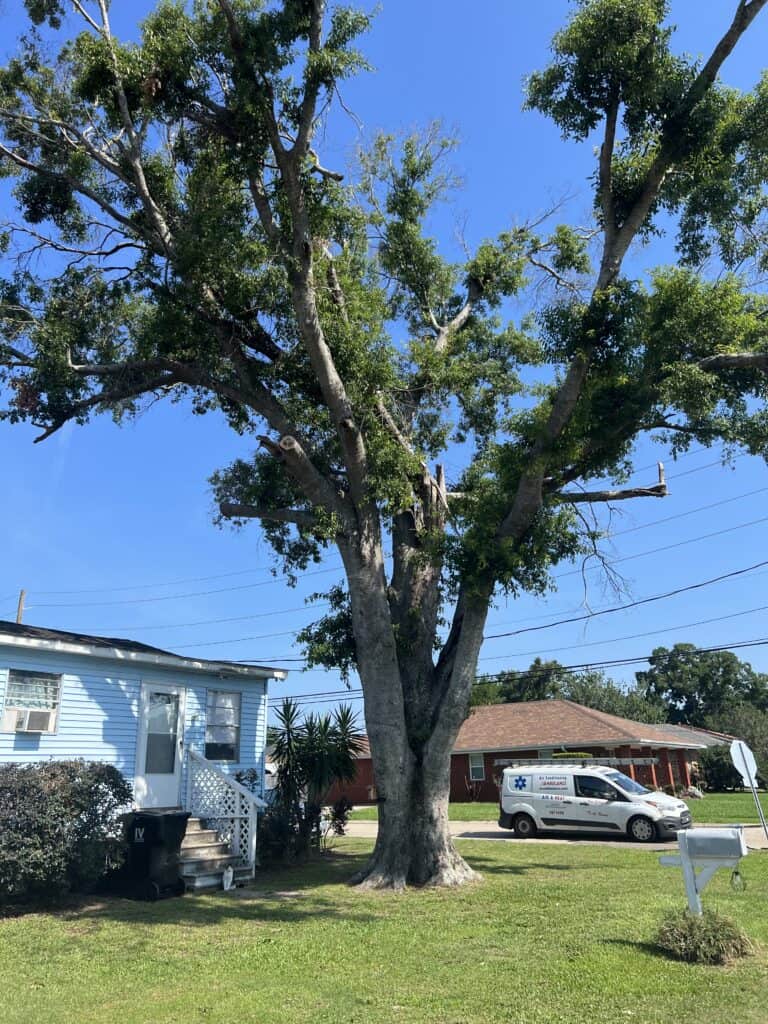 State-Licensed Arborist in New Orleans, Louisiana