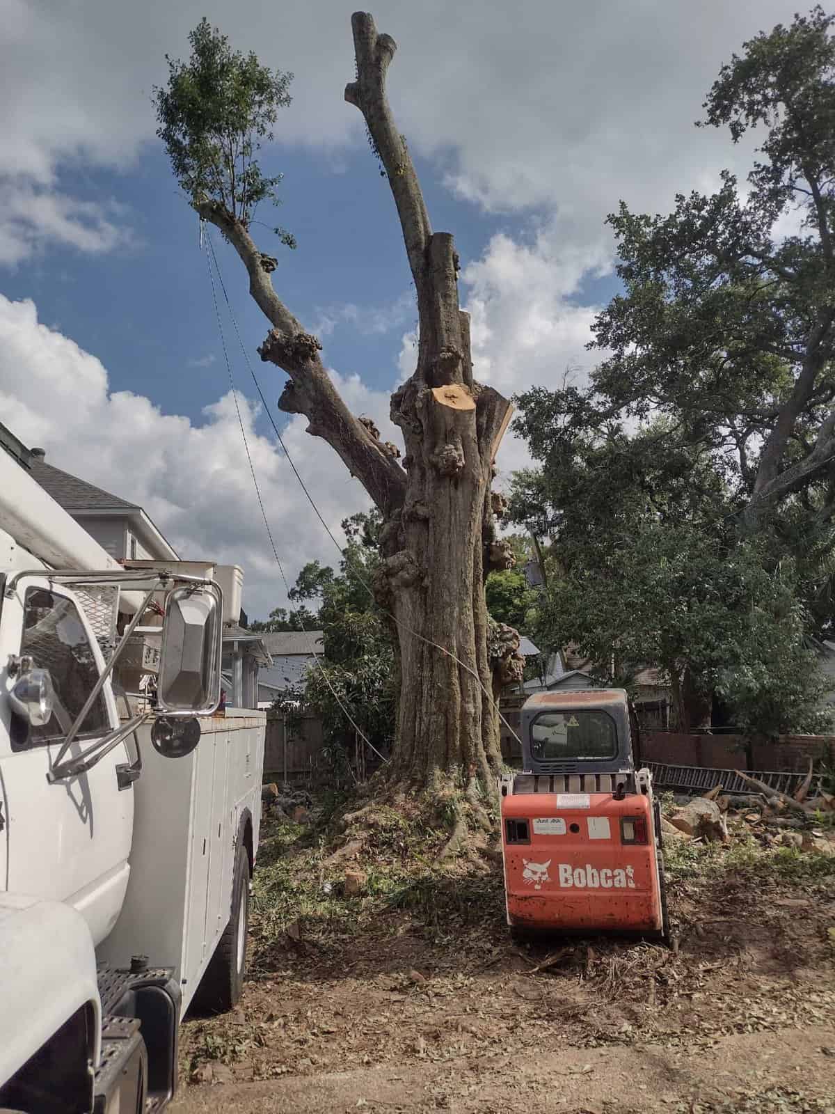 Tree Removal Using Water Water Oak Tree Removal - Lookin Good Tree Trimming and Removal
