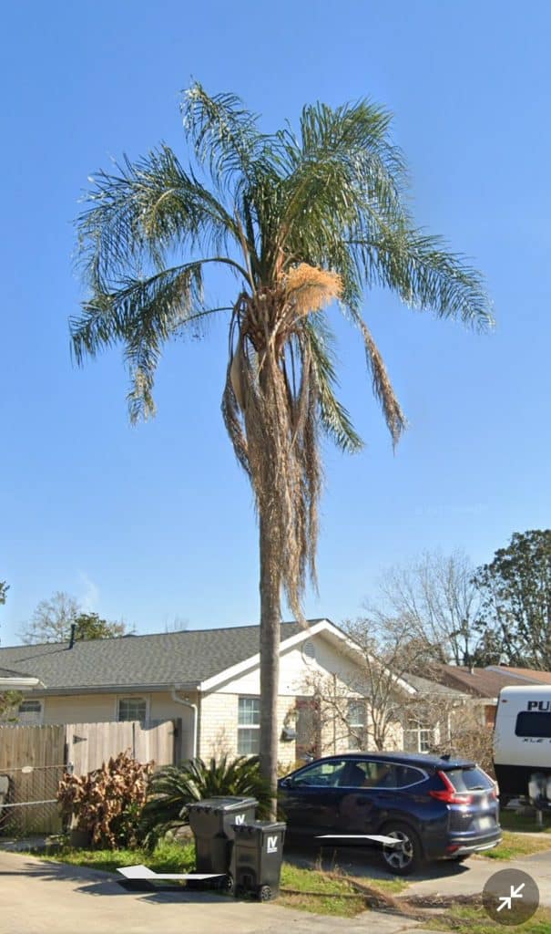 Tree Trimming & Pruning Services in New Orleans, Jefferson Parish, and St. Charles Parish