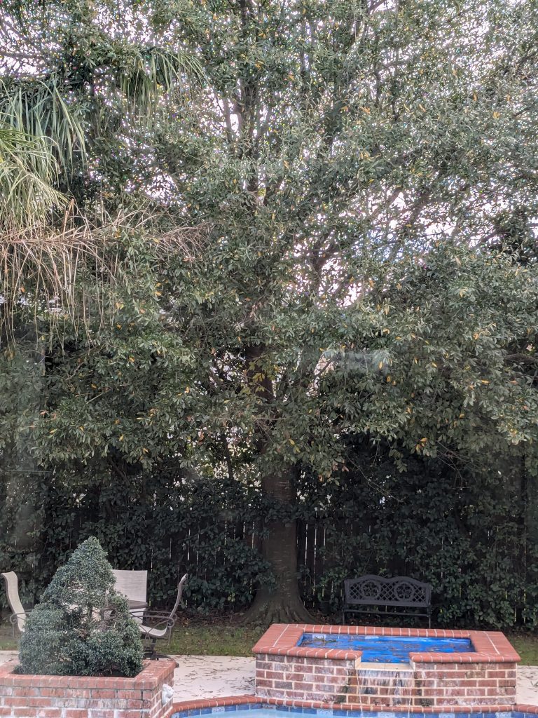 Tree and Stump Service Westbank, New Orleans