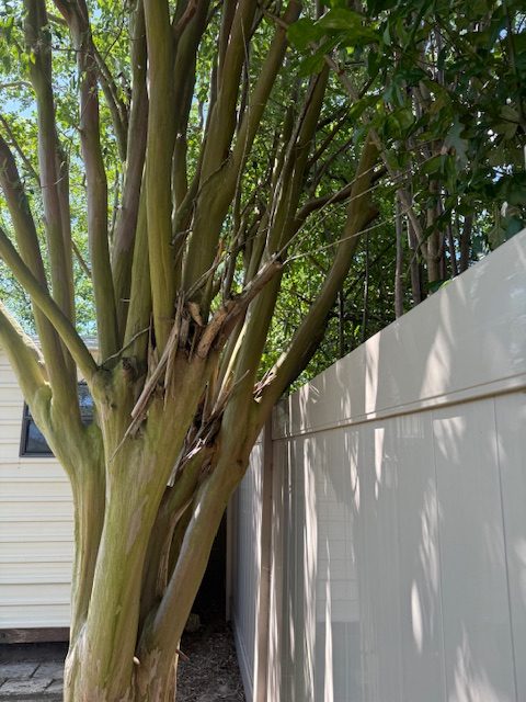 Specialty Tree Services in New Orleans, Jefferson Parish, and Saint Charles Parish