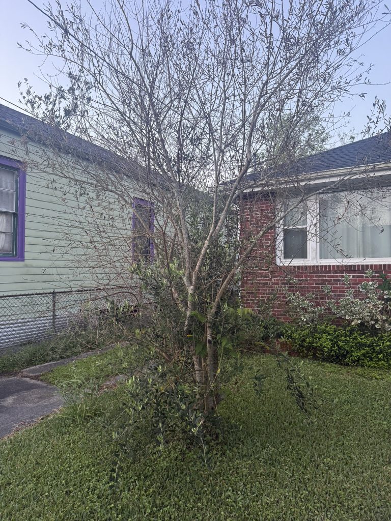 Tree and Stump Service in Harahan and East Jefferson