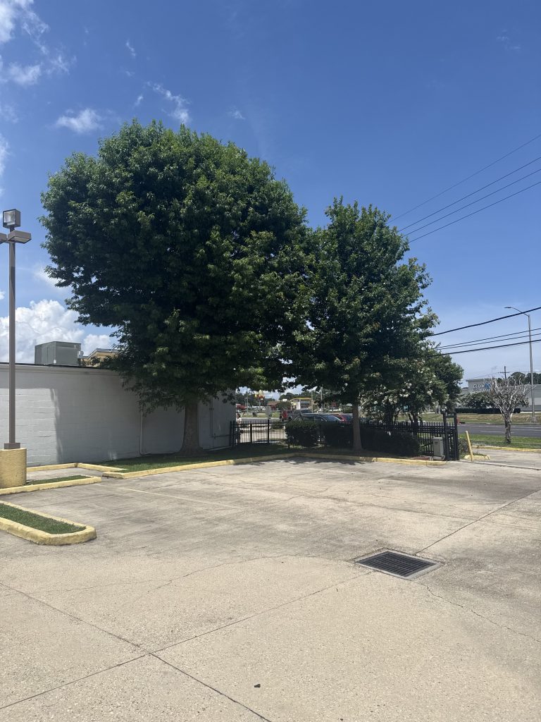 Tree and Stump Service in Gretna